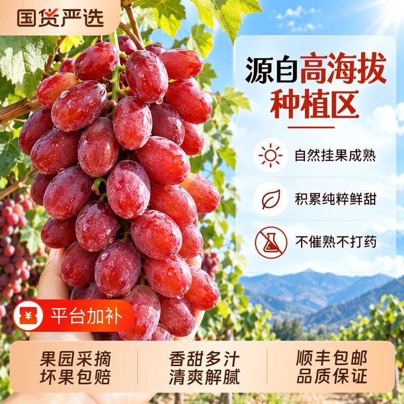 克伦生无籽红提葡萄现摘现发新鲜直达产地直发自然成熟甜脆顺丰