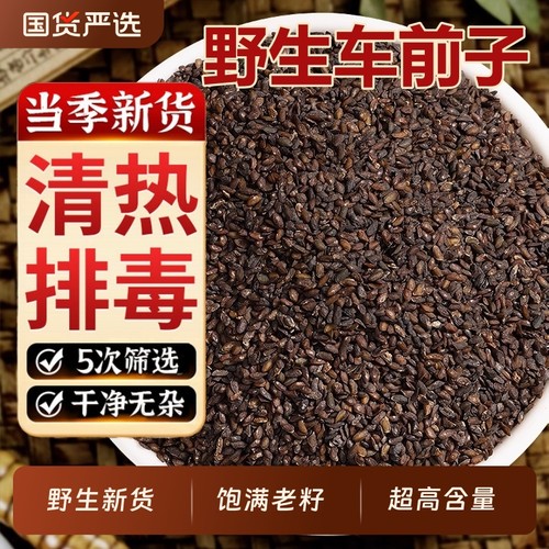 野生车前子中药材正品官方旗舰店正品新货车前子茶车前仁车轮菜子