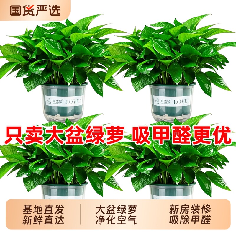 绿萝室内盆栽植物客厅净化空气家用吸除甲醛绿箩花卉绿植