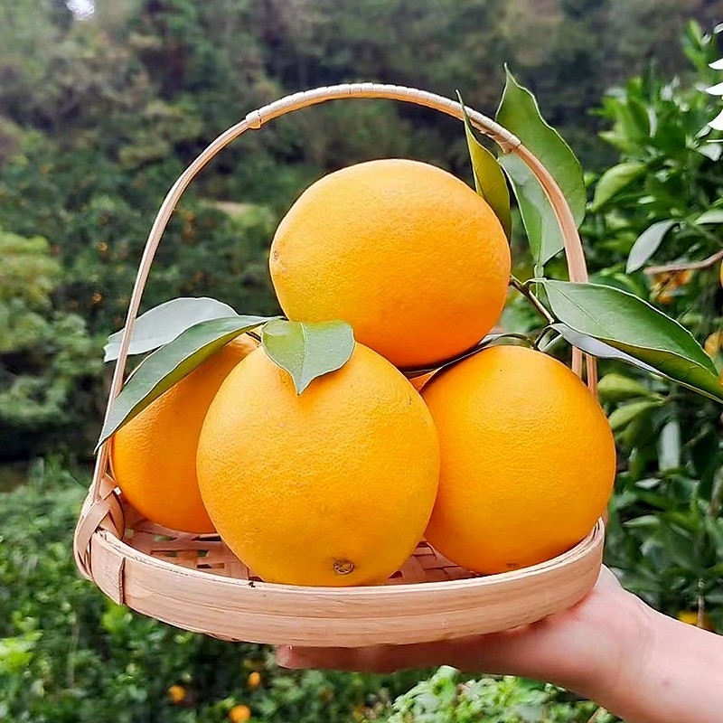 正宗江西赣南脐橙新鲜水果10斤当季赣州果冻橙手剥冰糖甜橙子彩箱