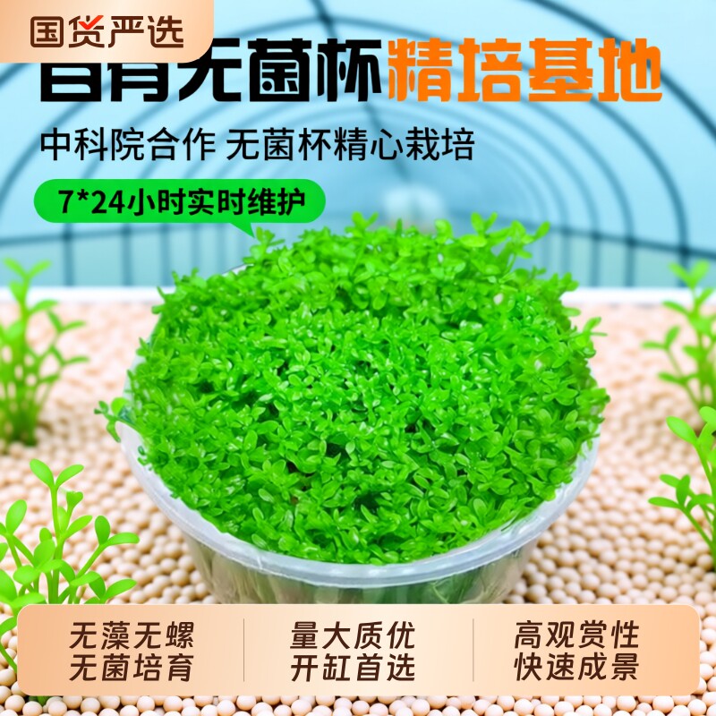 高珍珠水草无菌杯|超2000次加购图片