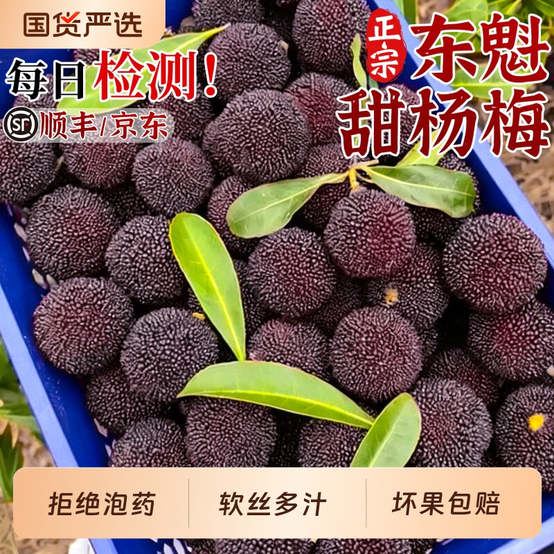 顺丰包邮正宗东魁甜杨梅鲜果大果当季现摘新鲜水果整箱浮宫泡药