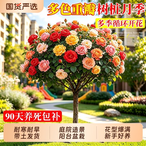 树桩月季棒棒糖特大花四季老桩开花大苗浓香带花苞树状蔷薇花盆栽