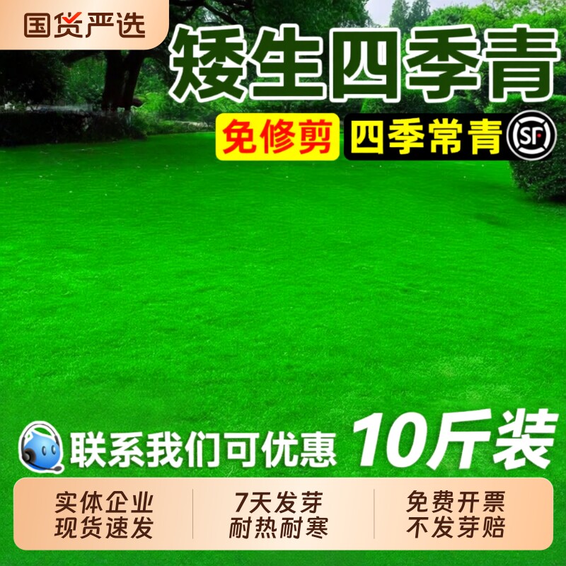 矮生四季青草籽免修剪耐热耐旱草坪种子耐践踏庭院工程绿化草种子