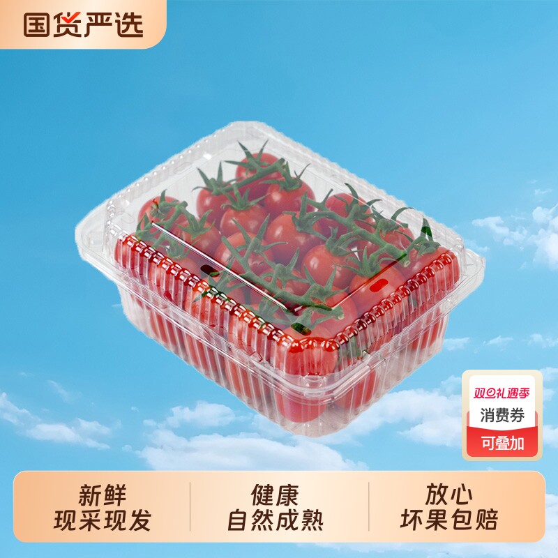 柿一家串收樱桃番茄新鲜水果千禧圣女果小西红柿绿色健康