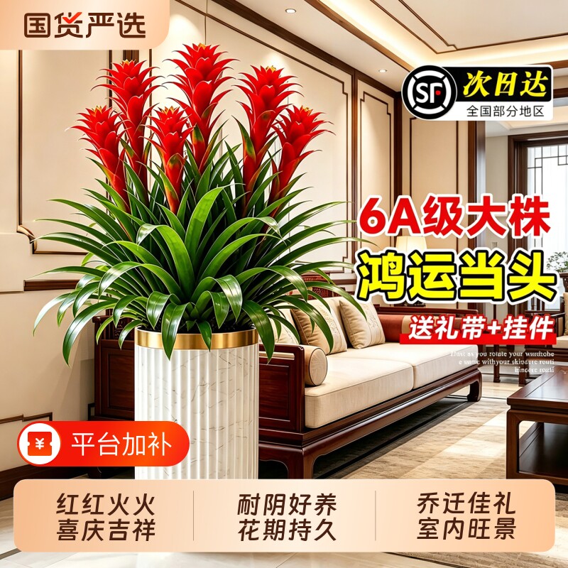 鸿运当头大型盆栽红星凤梨带花办公室内客厅旺宅绿植乔迁开业送礼
