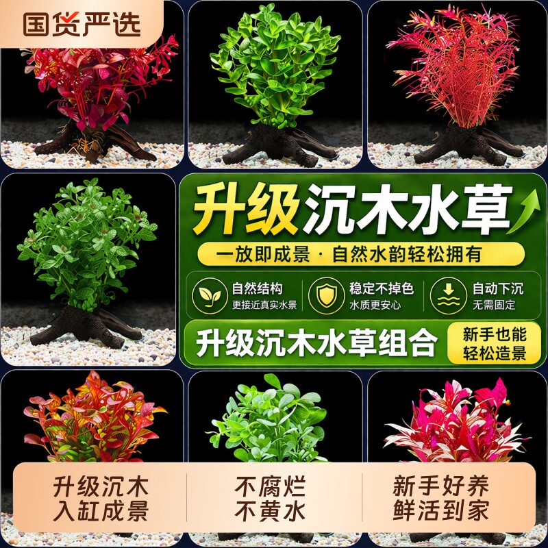 鱼缸阴性真草沉木造景增氧图片