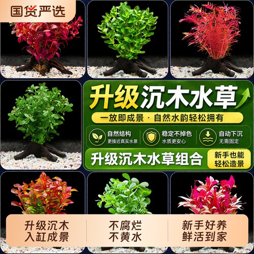 鱼缸阴性真草沉木造景增氧