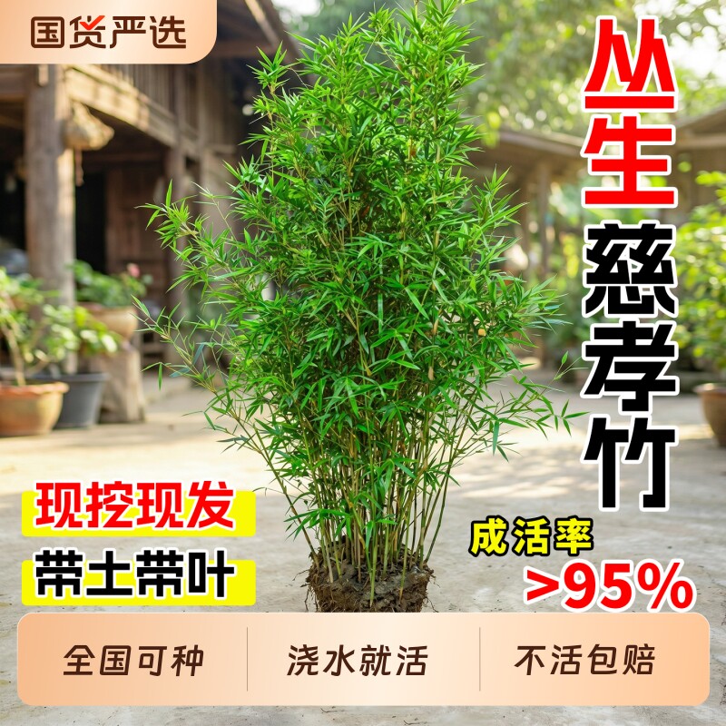 竹子苗丛生慈孝竹庭院阳台观赏竹米竹凤尾竹盆栽窝竹耐寒竹子树苗