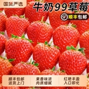 正宗新鲜草莓奶油草莓5斤孕妇水果整箱九九红颜草莓当季 99大草莓