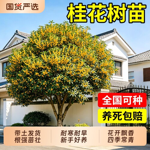 桂花树苗庭院地栽花卉四季桂金桂