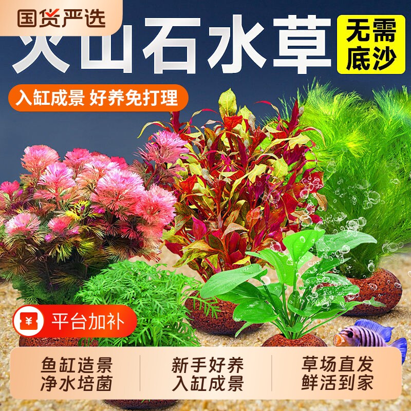 火山石鱼缸水草植物造景真草水培蜈蚣草水榕绿菊净化水质套餐增氧