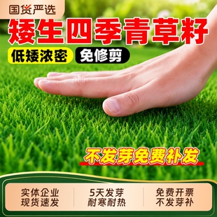 矮生四季青草籽庭院绿化草坪种子孑狗牙根剪股颖护坡高羊茅早熟禾