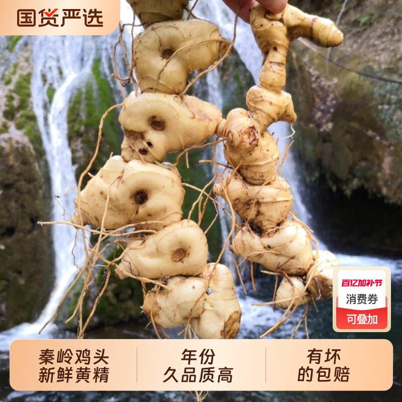 新鲜鸡头黄精多花黄精块茎可九制泡酒炖汤中药材优选
