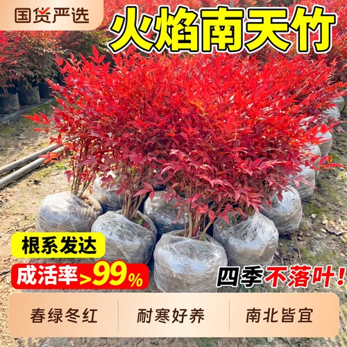 火焰南天竹盆栽树苗客厅庭院造景红叶老桩真植物耐寒绿植四季常绿