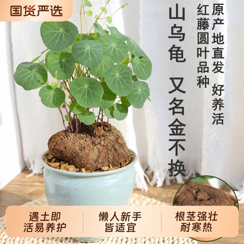多肉植物山乌龟盆栽室内圆叶绿植水培桌面盆景庭院爬藤