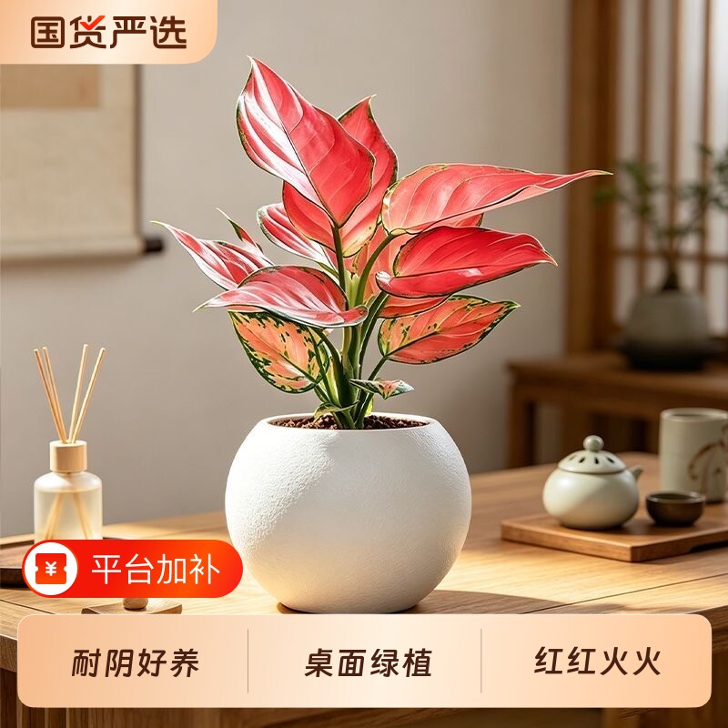 吉利红土培如意皇后绿植ins北欧室内花卉绿植物吸甲醛盆栽好养