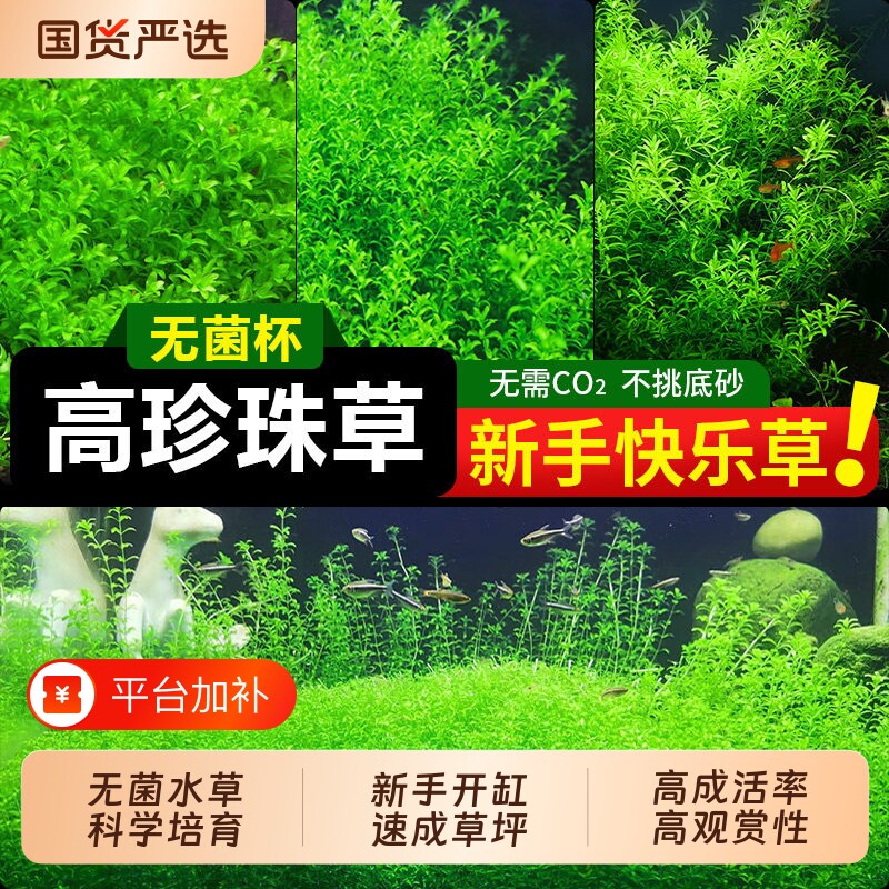 无菌杯日本高珍珠水草植物生态鱼缸造景阴性叶草坪爬地好养观赏