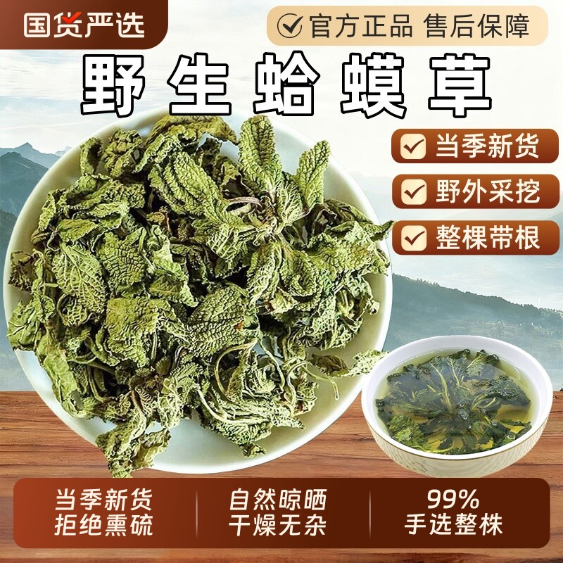 新货野生蛤蟆草整颗中药材新鲜荔枝草皱皮癞蛤蟆草整棵带根雪见草