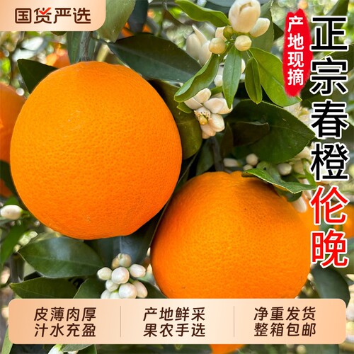 新鲜伦晚秭归脐橙果冻橙大果孕妇水果当季整箱甜橙手剥橙
