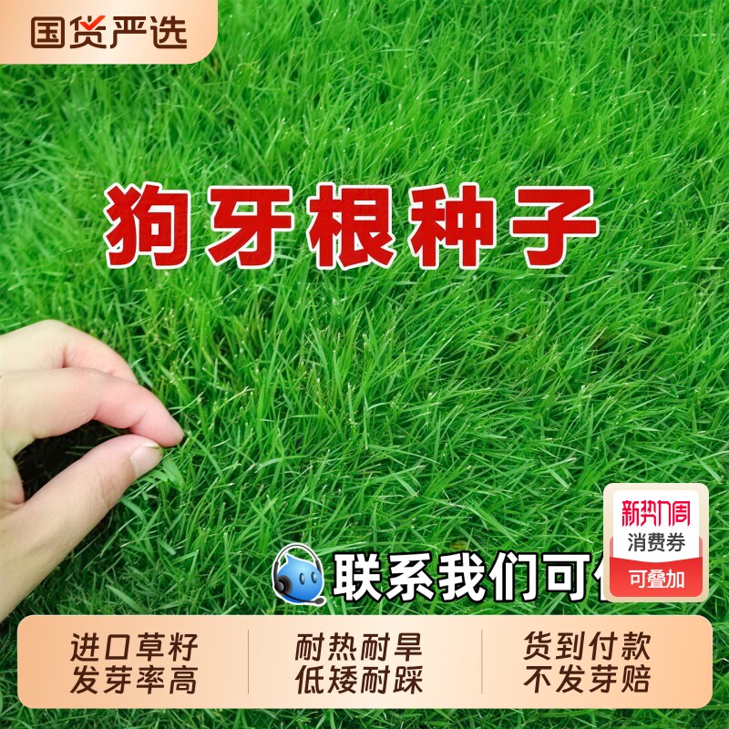狗牙根草籽四季常青草坪种子耐旱护坡固土边坡矿山复绿化工程种籽