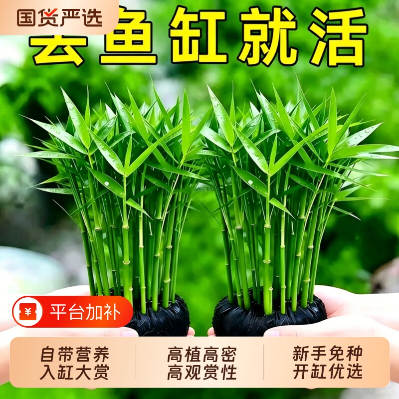 青竹鱼缸水草造景专用植物坨草净化水质养鱼阴性水培增氧装饰沉底