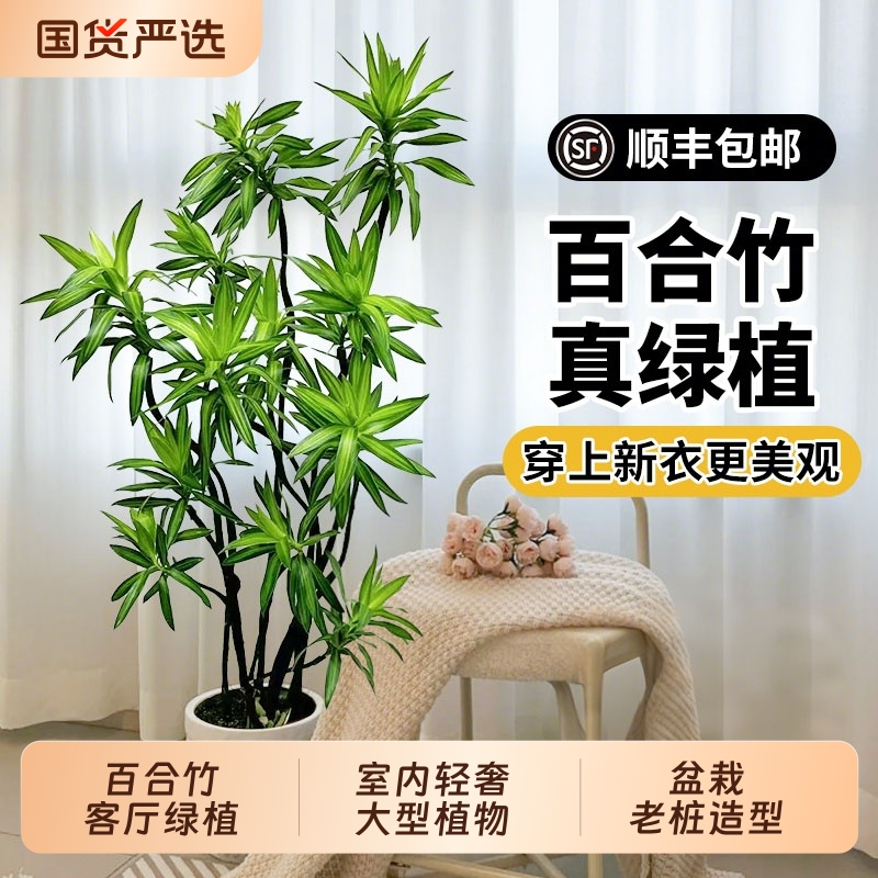 百合竹客厅绿植金心高级感仿生绿植盆栽老桩造型室内轻奢大型植物