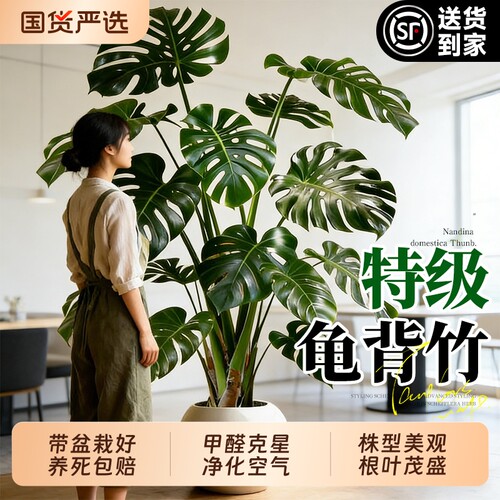 龟背竹客厅大盆栽老桩大叶室内大型绿植高级感植物上档次四季好养