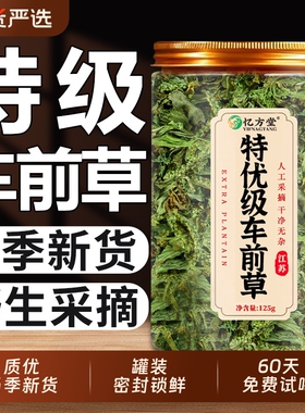 特级车前草野生中药材正品官方旗舰店新鲜干货泡茶泡水喝车前草茶