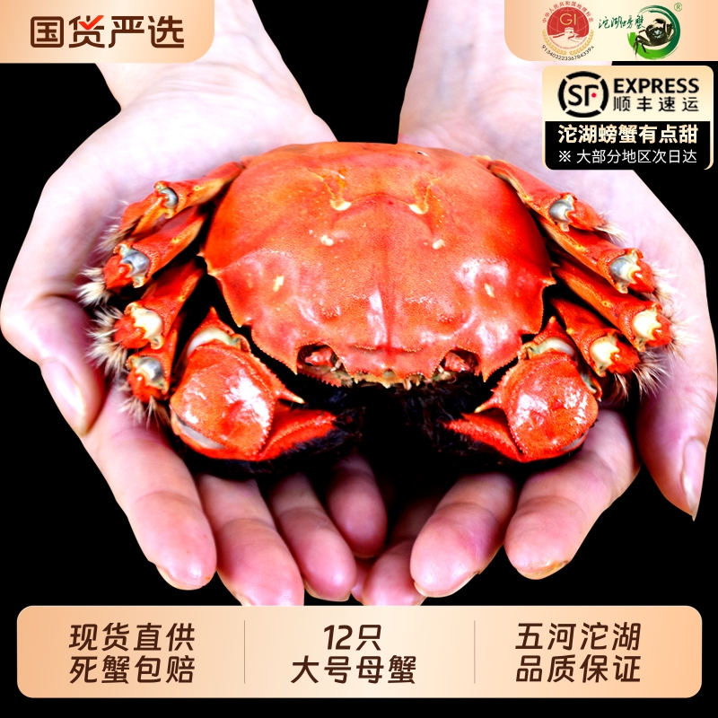 【活蟹】沱湖螃蟹大闸蟹鲜活特大螃蟹湖蟹全母2.8-4.0两12只礼盒