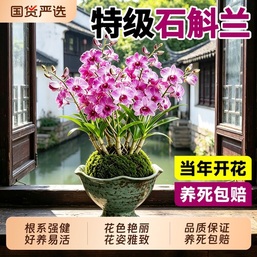 香水石斛兰盆栽室内桌面浓香型石斛苔藓球净化空气好养活绿植物