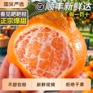 顺丰四川春见耙耙柑粑粑柑新鲜水果现摘丑八怪桔橘子当季整箱包邮