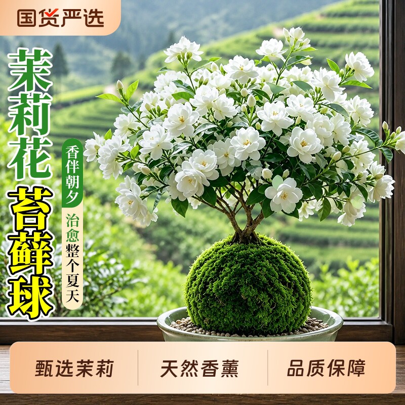 横州虎头茉莉花带花苞重瓣香水茉莉苔藓球室内盆栽好养四季绿植物