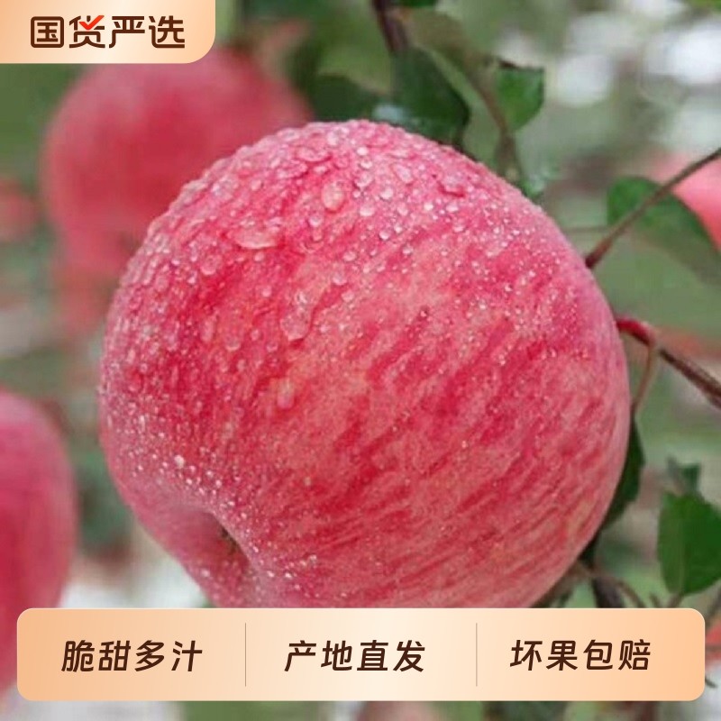 【超脆甜】冰糖心红富士苹果新鲜水果平果丑苹果脆甜苹果皮薄多汁,水产肉类/新鲜蔬果/熟食,苹果,淘宝优惠券,粉丝福利购,淘宝优惠卷