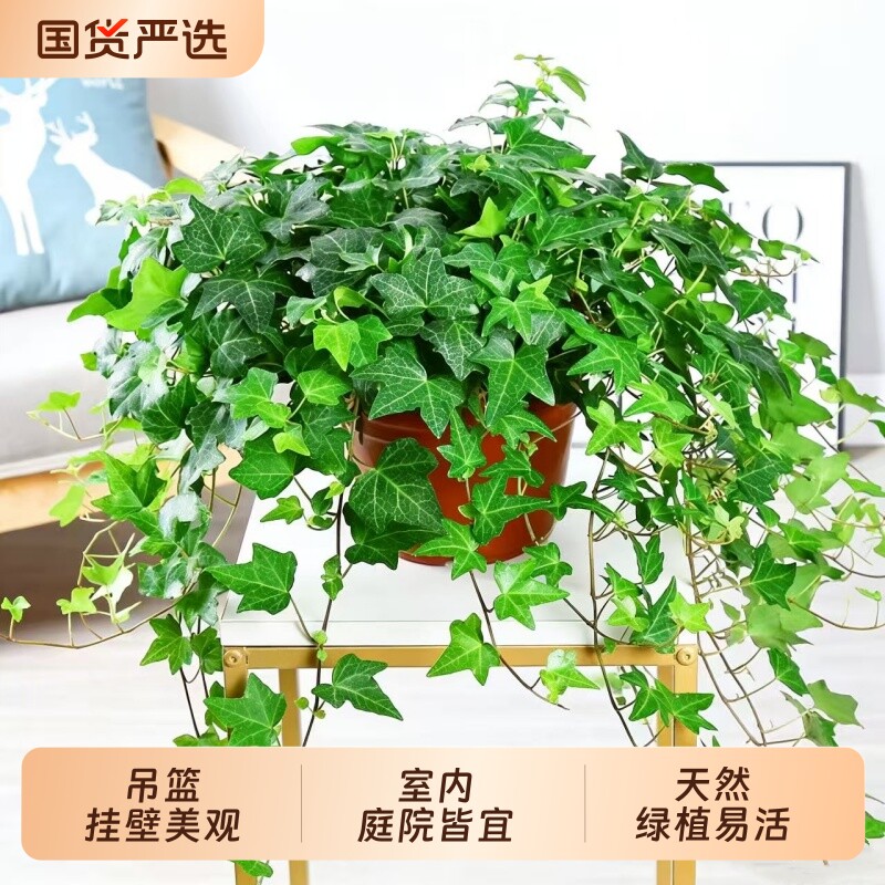 常春藤盆栽苗绿植吊兰垂吊爬藤植物四季常青室内阳台吊篮带挂钩