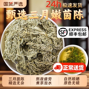 无硫茵陈蒿三月绵茵陈草野生官方正品白蒿草药新鲜中药材泡水茶酒