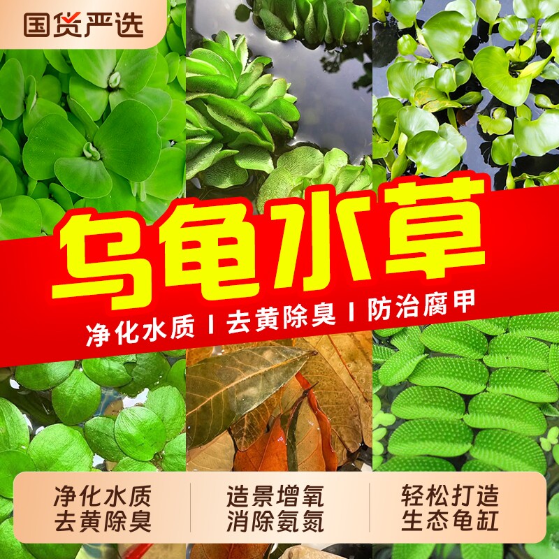 龟缸水草绿植乌龟缸造景专用图片