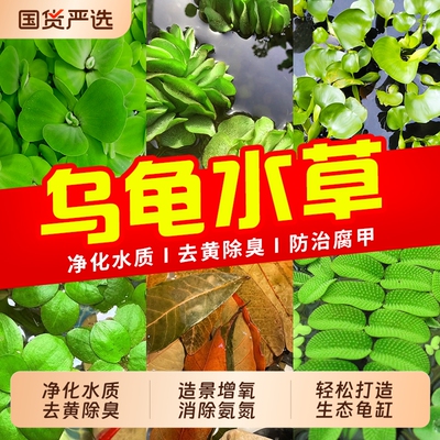 龟缸水草绿植乌龟缸造景专用