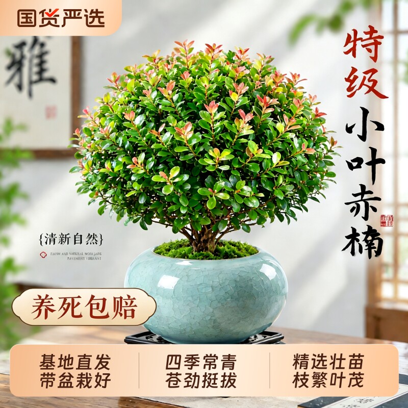 小叶赤楠绿植室内中式禅意植物盆景办公室桌面高级感小盆栽好养活