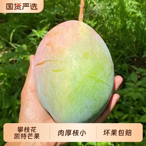 攀枝花凯特芒果新鲜水果当季四川特大芒果忙果甜青皮大澳芒果