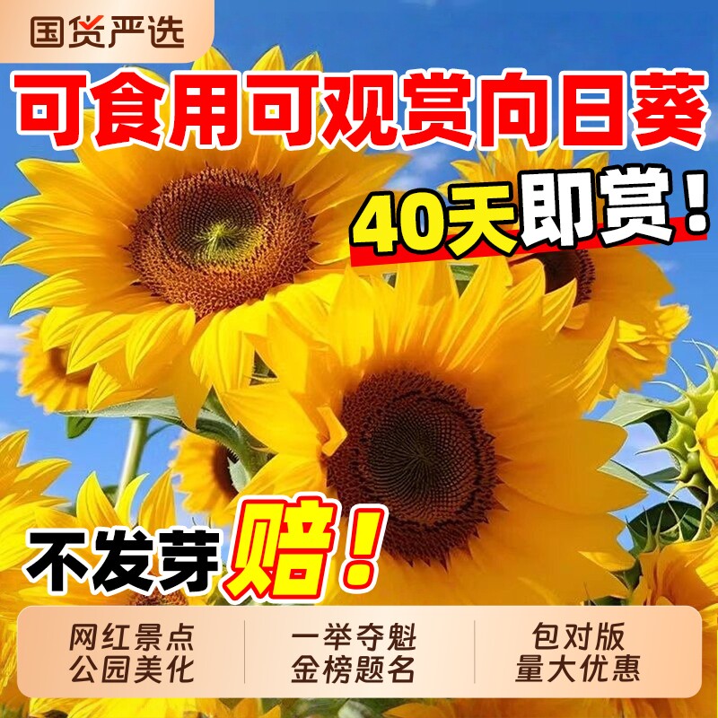 向日葵种子一举夺魁阳台盆栽四季播种高杆庭院观赏食用葵花种籽孑