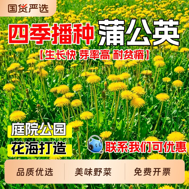 蒲公英种子野生食用野菜婆婆丁四季播种易活庭院花海种籽百日开花