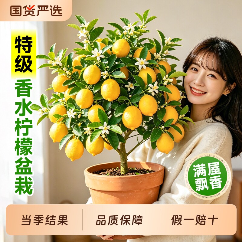 柠檬树香水盆栽带果香水柠檬客厅绿植老桩室内阳台四季好养花盆