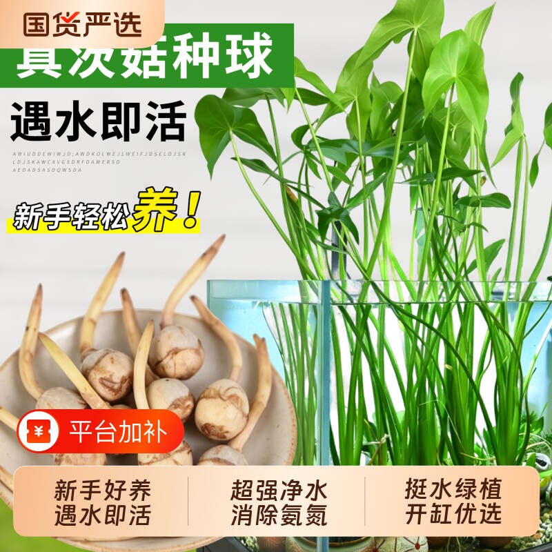 慈姑种球茨菇种根苗水草水培茨菰净水鱼缸造景水生植物燕尾草增氧