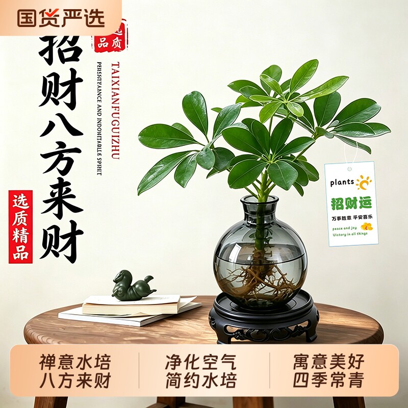 八方来财鸭脚木水培植物花卉盆栽办公室内绿植客厅净化空气招财运