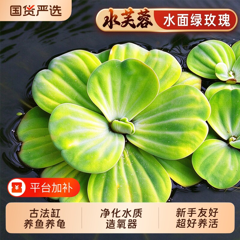 浮萍水草水培植物养鱼养龟增氧净化水浮莲鱼缸造景真水草漂浮定植