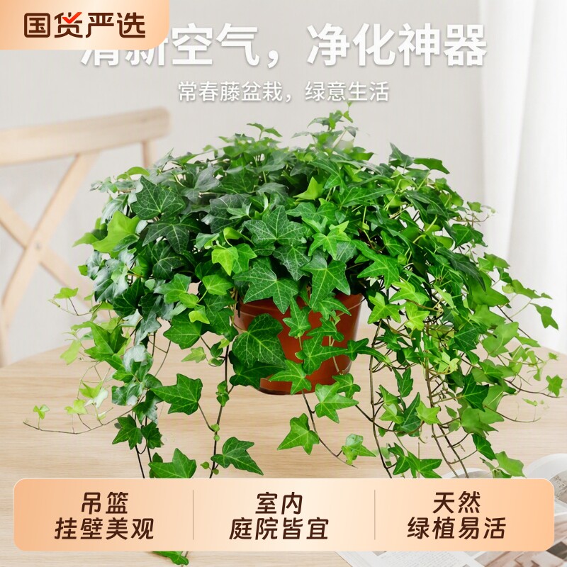 常春藤盆栽苗绿植吊兰垂吊爬藤植物四季常青室内阳台吊篮客厅耐阴图片