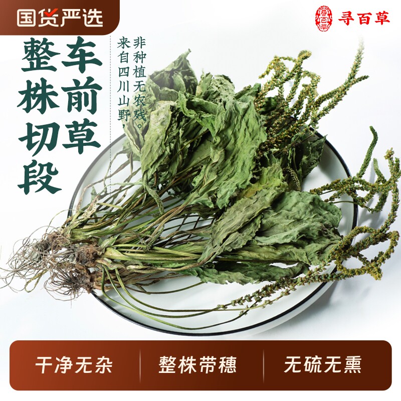 车前草野生新鲜中药材车前草切段泡水喝的功效新货搭蒲公英夏枯草