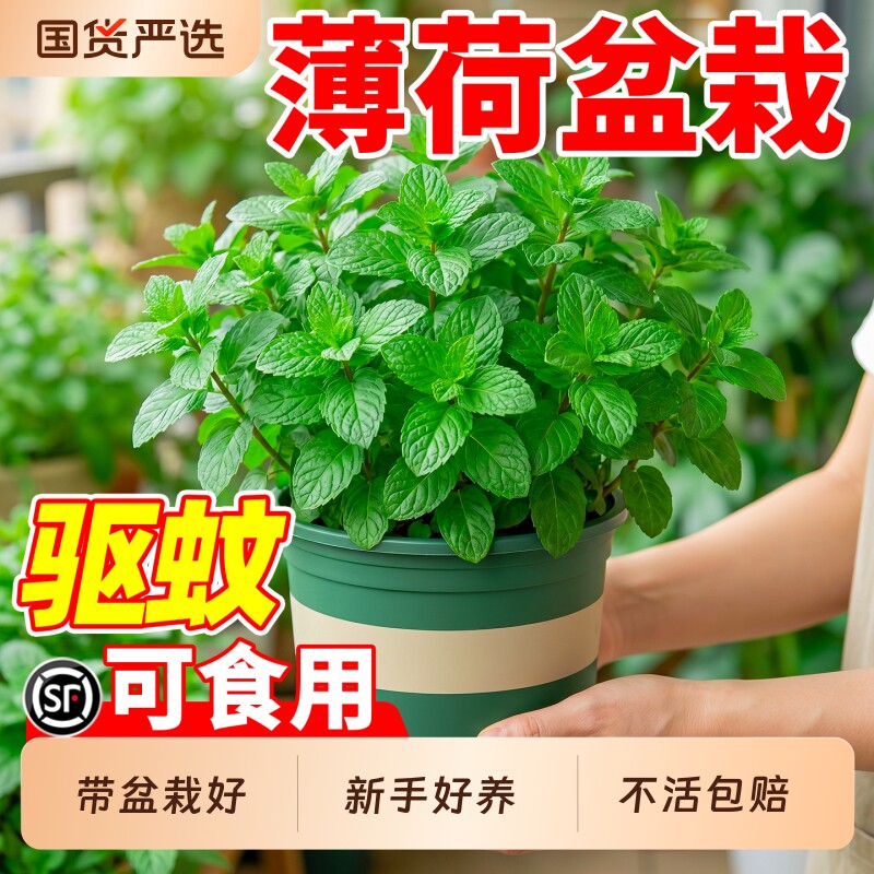 薄荷盆栽可食用水培植物室内驱蚊草花卉迷迭香绿植留兰香薄荷叶草