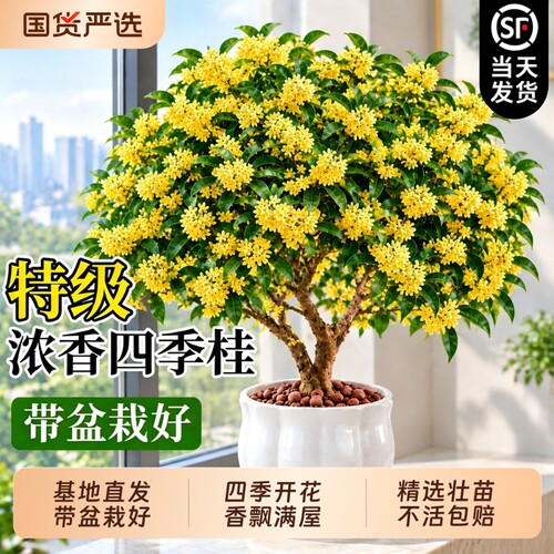 【热销100万+】特级四季桂花盆栽
